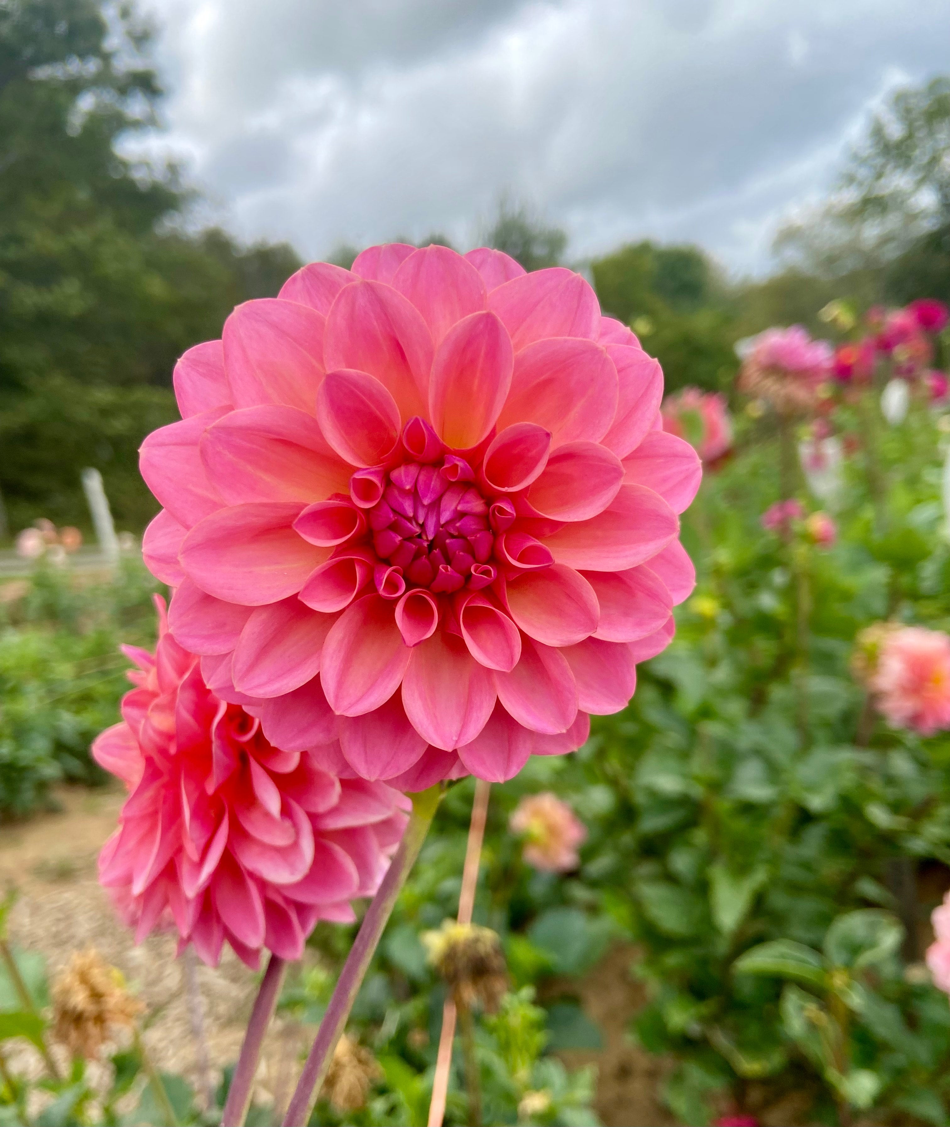 Fiddleleaf Flower Farm Doris Duke Dahlia Tuber - Thumbnail 2