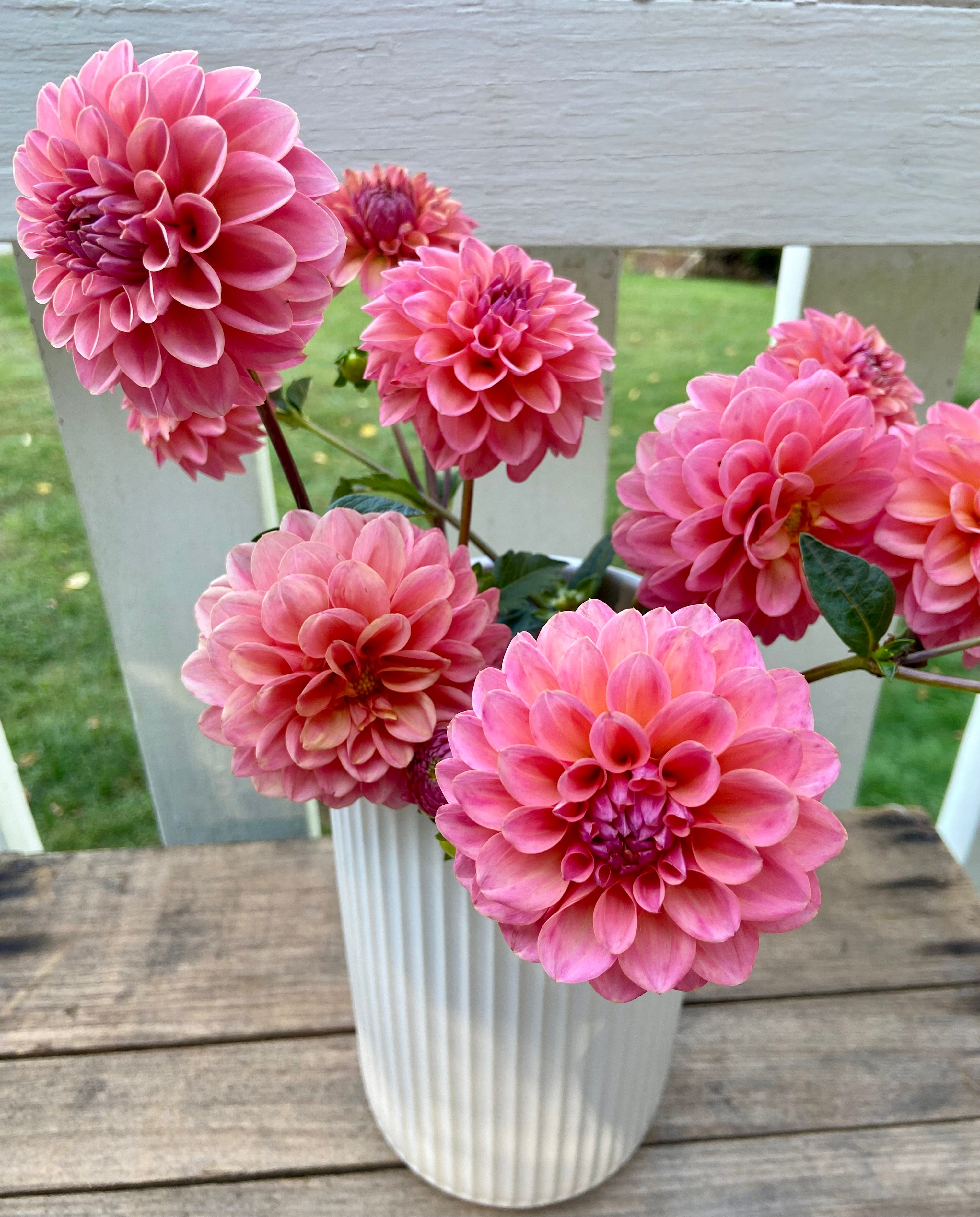 Fiddleleaf Flower Farm Doris Duke Dahlia Tuber
